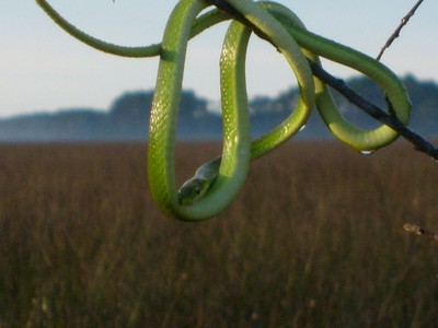 Emerald_Green_Snake
